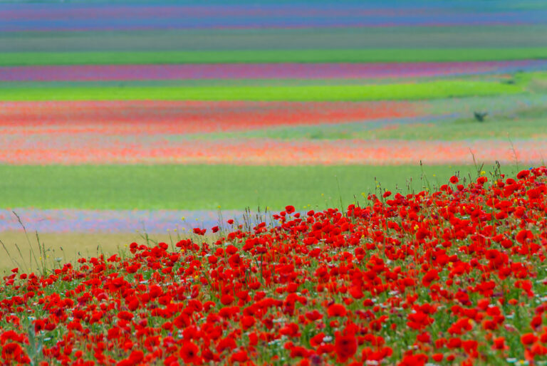 Fioritura Castelluccio